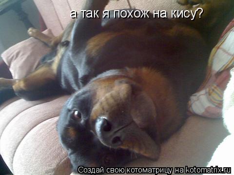 Котоматрица: а так я похож на кису?