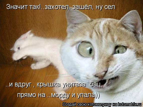 Котоматрица: Значит так!..захотел, зашёл, ну сел ..и вдруг , крышка унитаза  бац,  прямо на ..морду и упала))