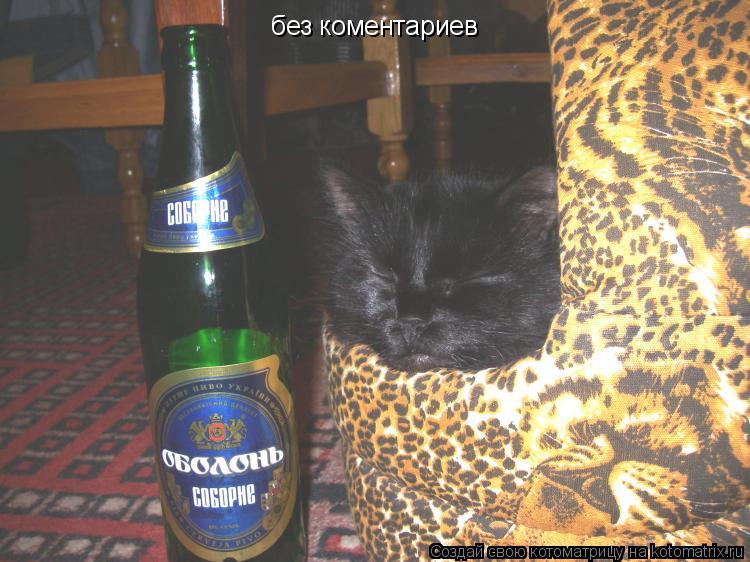 Котоматрица: без коментариев