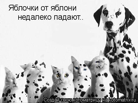 Котоматрица: Яблочки от яблони  недалеко падают..