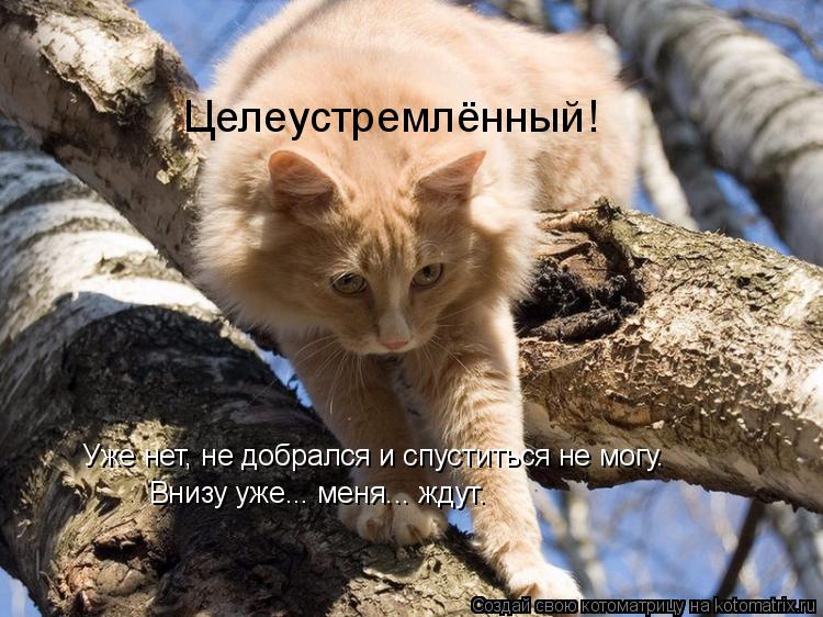 Котоматрица: Целеустремлённый! Уже нет, не добрался и спуститься не могу. Внизу уже... меня... ждут.