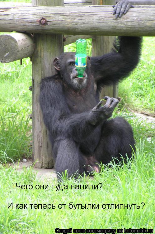Чего они туда налили? И как теперь от бутылки отлипнуть?... Котоматрица: Чего они туда налили? И как теперь от бутылки отлипнуть?