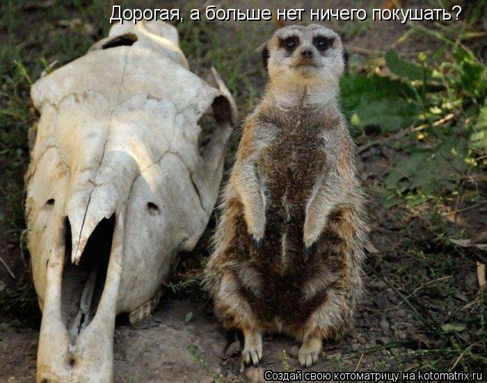 Котоматрица: Дорогая, а больше нет ничего покушать?