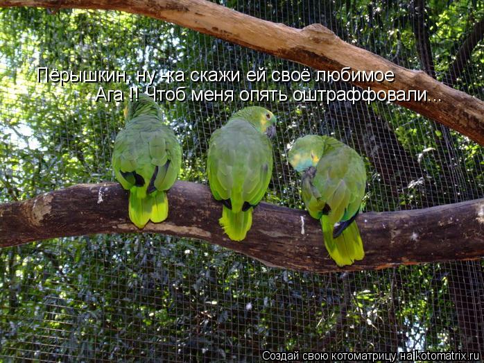 Пёрышкин, ну -ка скажи ей своё любимое Ага !! Чтоб меня опять оштраффовали...... Котоматрица: Пёрышкин, ну -ка скажи ей своё любимое Ага !! Чтоб меня опять оштраффовали...