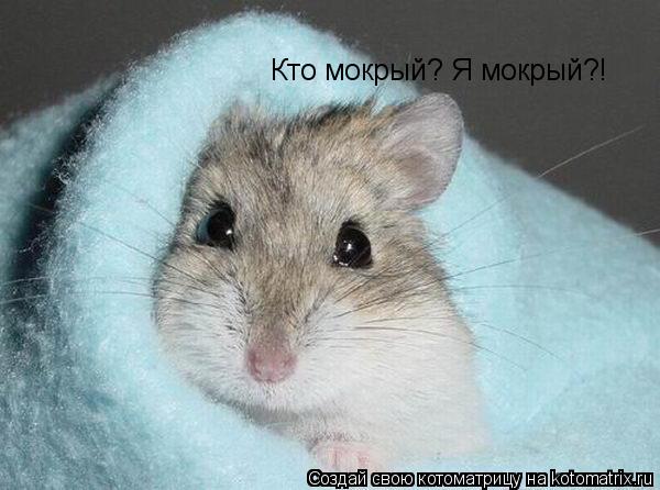Котоматрица: Кто мокрый? Я мокрый?!