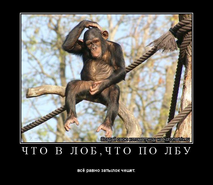 Ч Т О В Л О Б , Ч Т О П О Л Б У ... Котоматрица: Ч Т О В Л О Б , Ч Т О П О Л Б У