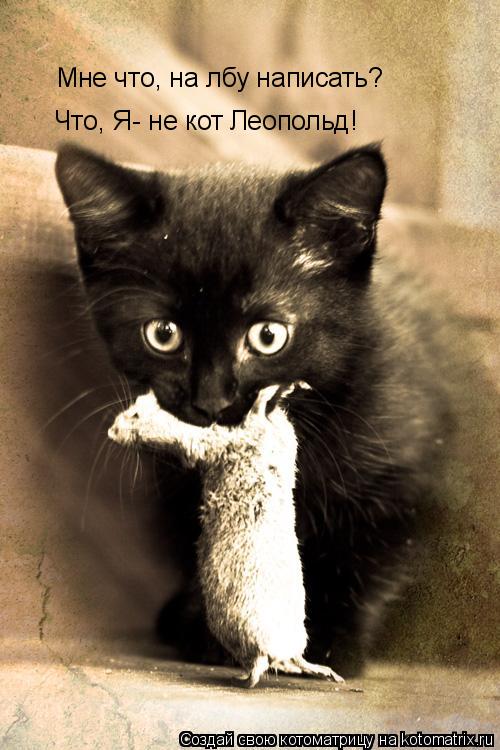 Мне что, на лбу написать? Что, Я- не кот Леопольд!... Котоматрица: Мне что, на лбу написать? Что, Я- не кот Леопольд!