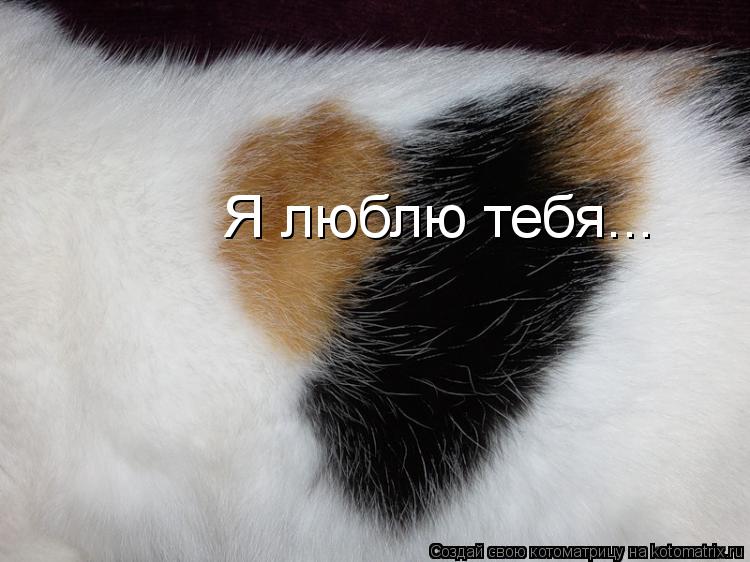 Я люблю тебя...... Котоматрица: Я люблю тебя...