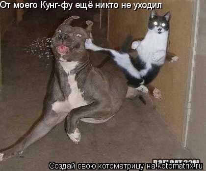 От моего Кунг-фу ещё никто не уходил... Котоматрица: От моего Кунг-фу ещё никто не уходил