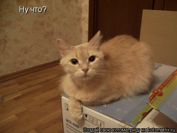 Котоматрица: Ну что?