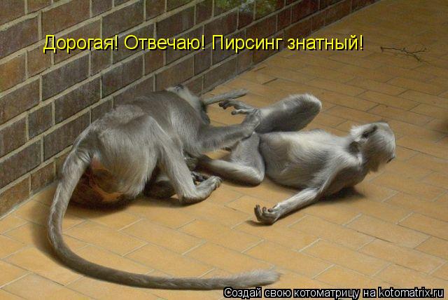 Дорогая! Отвечаю! Пирсинг знатный!... Котоматрица: Дорогая! Отвечаю! Пирсинг знатный!