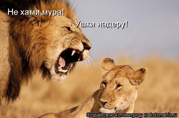 Котоматрица: Не хами,мура! Ушки надеру!