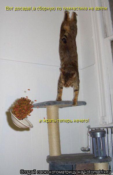 Котоматрица: Вот досада!,в сборную по гимнастике не взяли  и жрать теперь нечего!