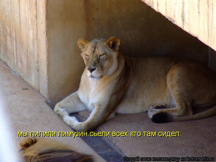 мы пилили лимузин.сьели всех кто там сидел.... Котоматрица: мы пилили лимузин.сьели всех кто там сидел.