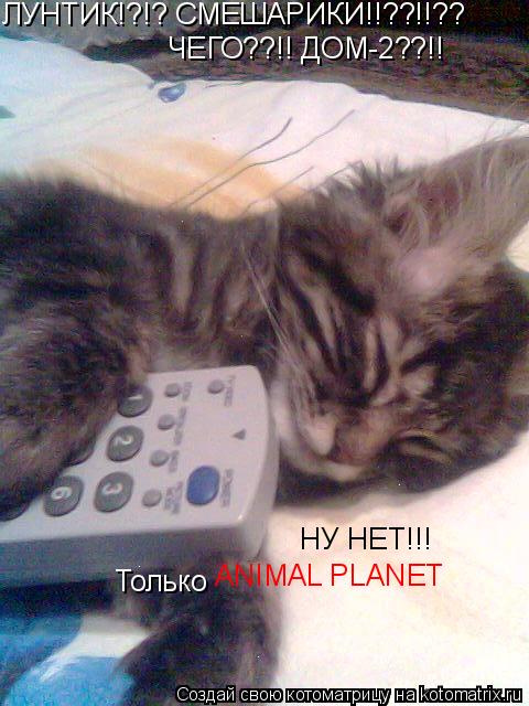 Котоматрица: ЛУНТИК!?!? СМЕШАРИКИ!!??!!?? ЧЕГО??!! ДОМ-2??!! НУ НЕТ!!!  Только  ANIMAL PLANET