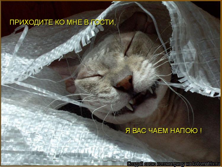 Котоматрица: ПРИХОДИТЕ КО МНЕ В ГОСТИ, Я ВАС ЧАЕМ НАПОЮ !