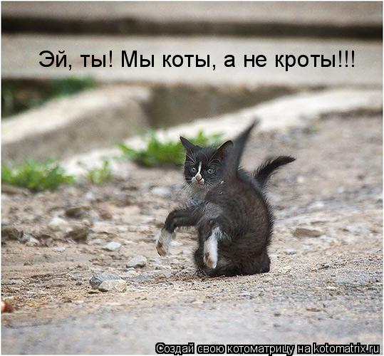 Эй, ты! Мы коты, а не кроты!!!... Котоматрица: Эй, ты! Мы коты, а не кроты!!!