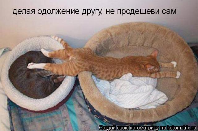 делая одолжение другу, не продешеви сам... Котоматрица: делая одолжение другу, не продешеви сам