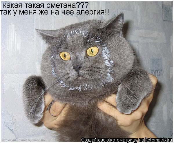 Котоматрица: какая такая сметана??? так у меня же на нее алергия!!