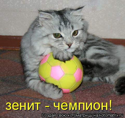 Котоматрица: зенит - чемпион!
