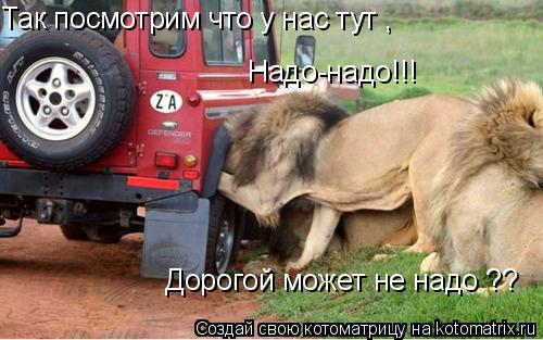 Котоматрица: Так посмотрим что у нас тут , Дорогой может не надо ?? Надо-надо!!!