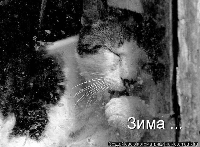 Зима ...... Котоматрица: Зима ...
