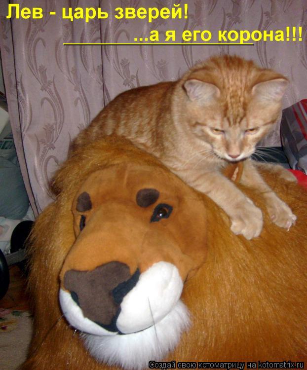 Котоматрица: __________________________