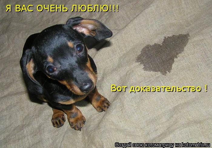 Я ВАС ОЧЕНЬ ЛЮБЛЮ!!! Вот доказательство !... Котоматрица: Я ВАС ОЧЕНЬ ЛЮБЛЮ!!! Вот доказательство !