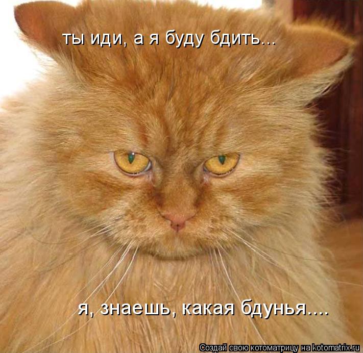 ты иди, а я буду бдить... я, знаешь, какая бдунья....... Котоматрица: ты иди, а я буду бдить... я, знаешь, какая бдунья....