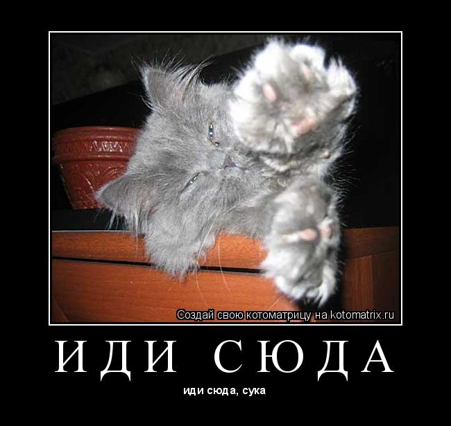 И Д И С Ю Д А ... Котоматрица: И Д И С Ю Д А