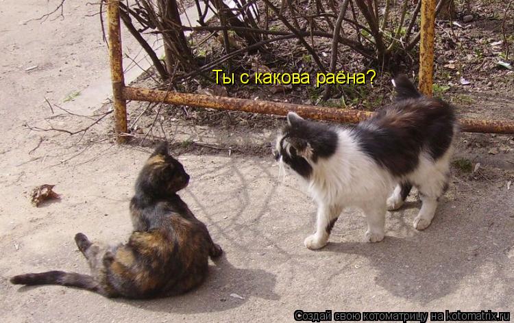 Котоматрица: Ты с какова раёна?