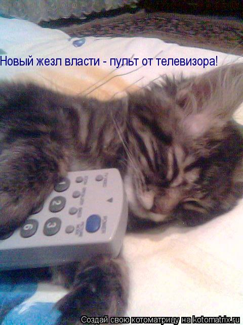 Новый жезл власти - пульт от телевизора!... Котоматрица: Новый жезл власти - пульт от телевизора!