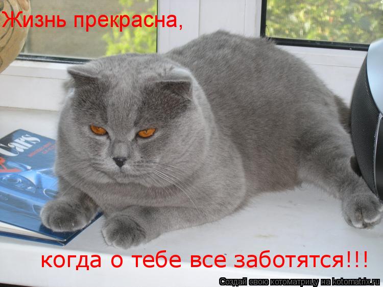 Котоматрица: Жизнь прекрасна, когда о тебе все заботятся!!!