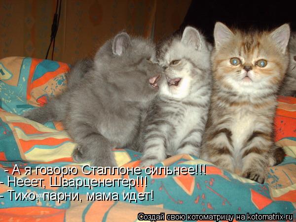 - А я говорю Сталлоне сильнее!!! - Нееет, Шварценеггер!!! - Тихо, парни, мама идет!... Котоматрица: - А я говорю Сталлоне сильнее!!! - Нееет, Шварценеггер!!! - Тихо, парни, мама идет!