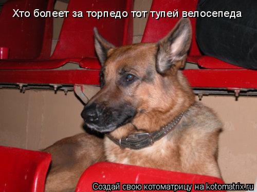 Хто болеет за торпедо тот тупей велосепеда... Котоматрица: Хто болеет за торпедо тот тупей велосепеда