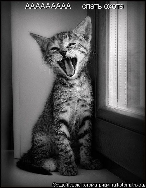 ААААААААА спать охота... Котоматрица: ААААААААА спать охота