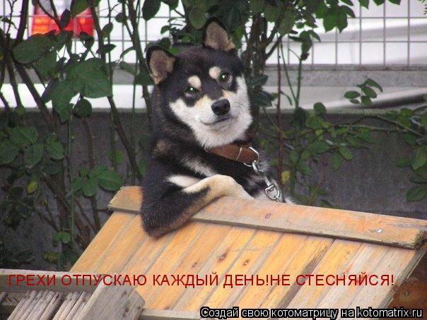 ГРЕХИ ОТПУСКАЮ КАЖДЫЙ ДЕНЬ!НЕ СТЕСНЯЙСЯ!... Котоматрица: ГРЕХИ ОТПУСКАЮ КАЖДЫЙ ДЕНЬ!НЕ СТЕСНЯЙСЯ!