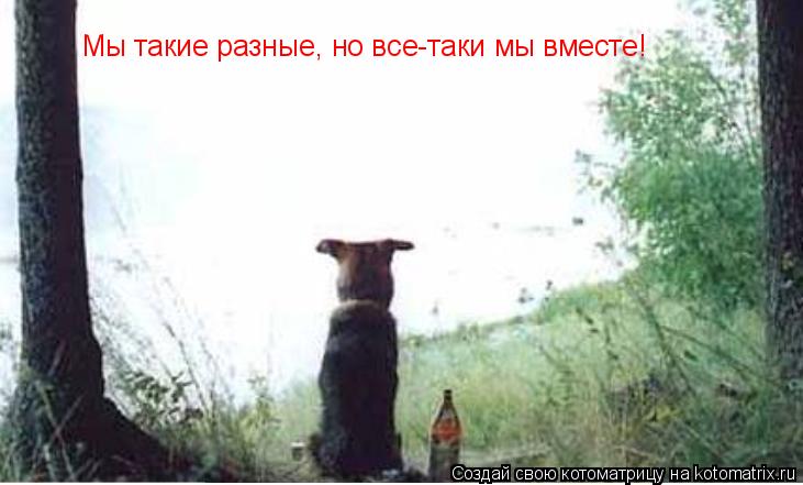 Мы такие разные, но все-таки мы вместе!... Котоматрица: Мы такие разные, но все-таки мы вместе!