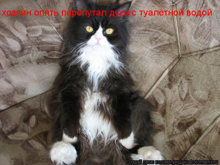 Котоматрица: хозяин опять перепутал духи с туалетной водой