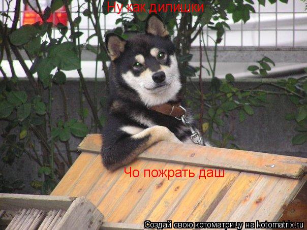 Котоматрица: Ну как дилишки Чо пожрать даш