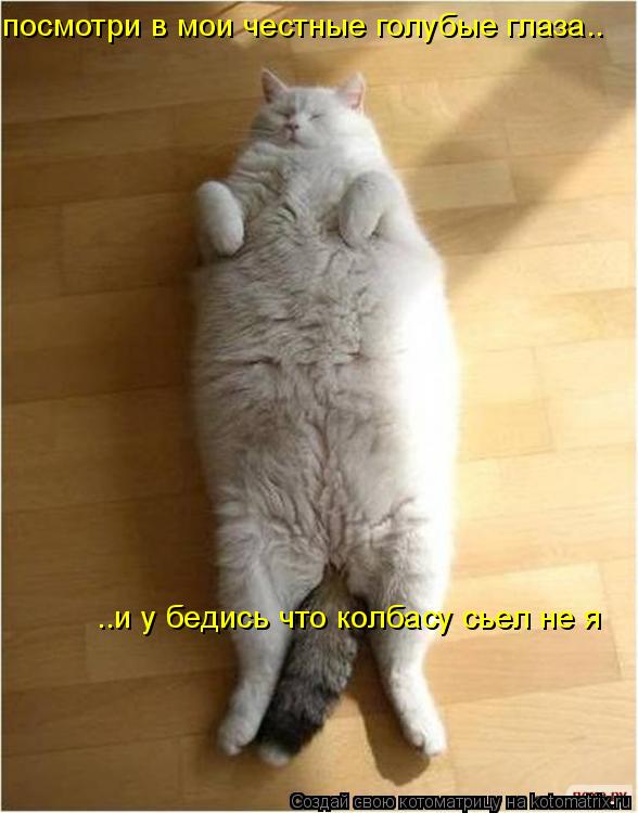 Котоматрица: посмотри в мои честные голубые глаза.. ..и у бедись что колбасу сьел не я