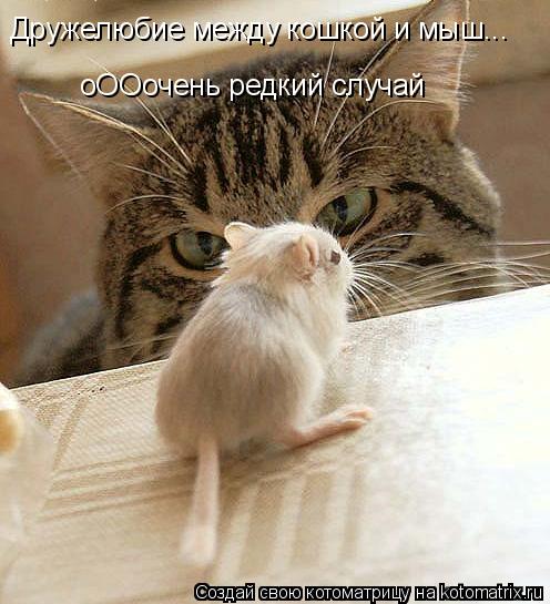 Дружелюбие между кошкой и мыш... оООочень редкий случай... Котоматрица: Дружелюбие между кошкой и мыш... оООочень редкий случай