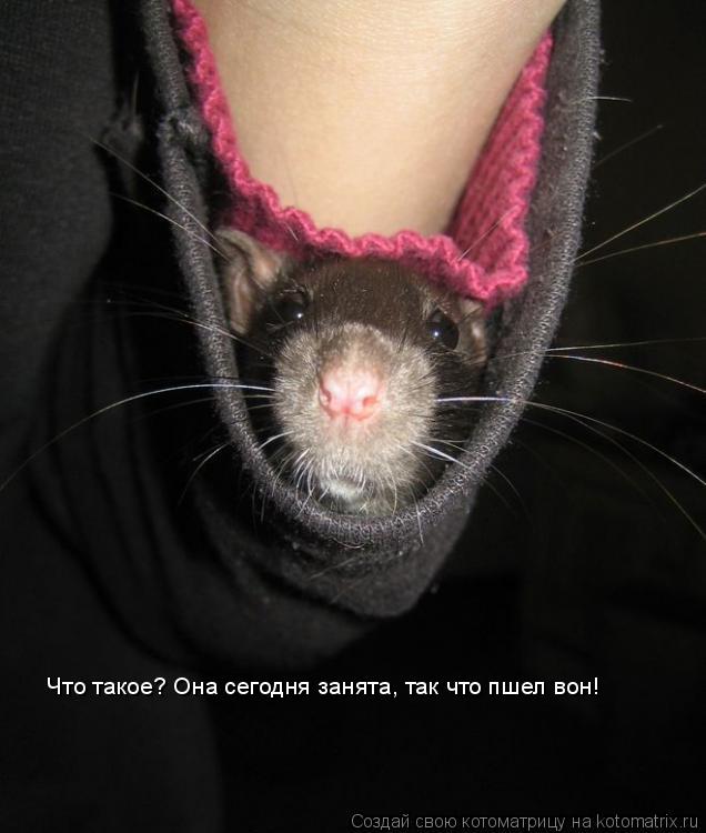 Что такое? Она сегодня занята, так что пшел вон!... Котоматрица: Что такое? Она сегодня занята, так что пшел вон!