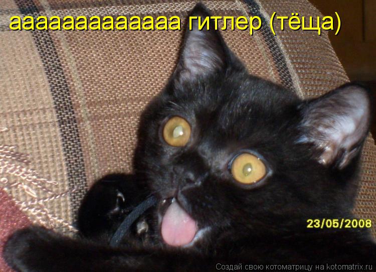Котоматрица: ааааааааааааа гитлер (тёща)