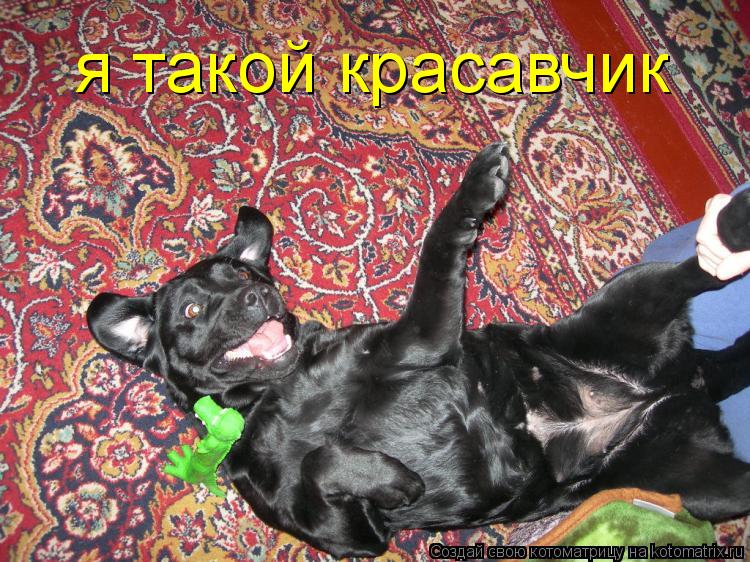 я такой красавчик... Котоматрица: я такой красавчик