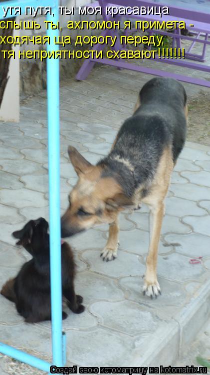 Котоматрица: утя путя, ты моя красавица слышь ты, ахломон я примета - ходячая ща дорогу переду, тя неприятности схавают!!!!!!!