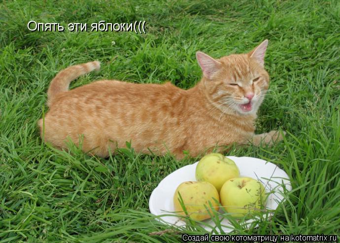 Котоматрица: Опять эти яблоки(((