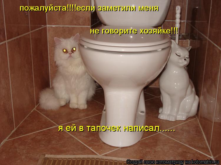 Котоматрица: пожалуйста!!!!если заметили меня не говорите хозяйке!!! я ей в тапочек написал......