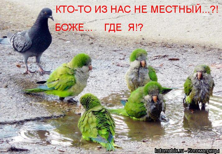 Котоматрица: КТО-ТО ИЗ НАС НЕ МЕСТНЫЙ...?! БОЖЕ...    ГДЕ  Я!?