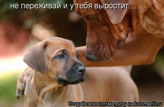 Котоматрица: не переживай и у тебя выростит......